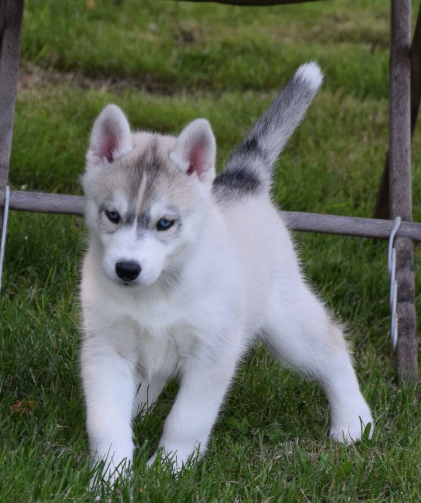 Sophie De Brito - Chiots disponibles - Siberian Husky