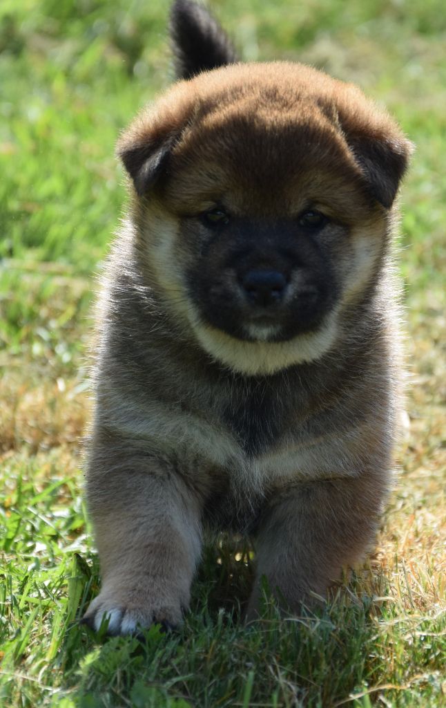 Sophie De Brito - Chiots disponibles - Shiba