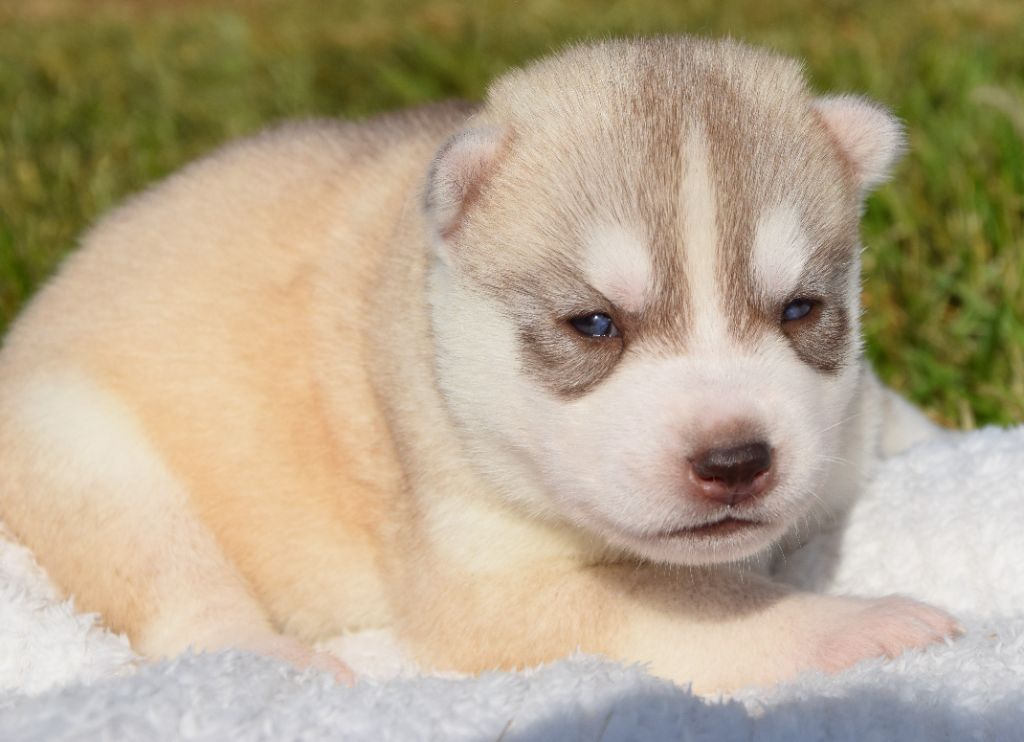 Sophie De Brito - Chiots disponibles - Siberian Husky