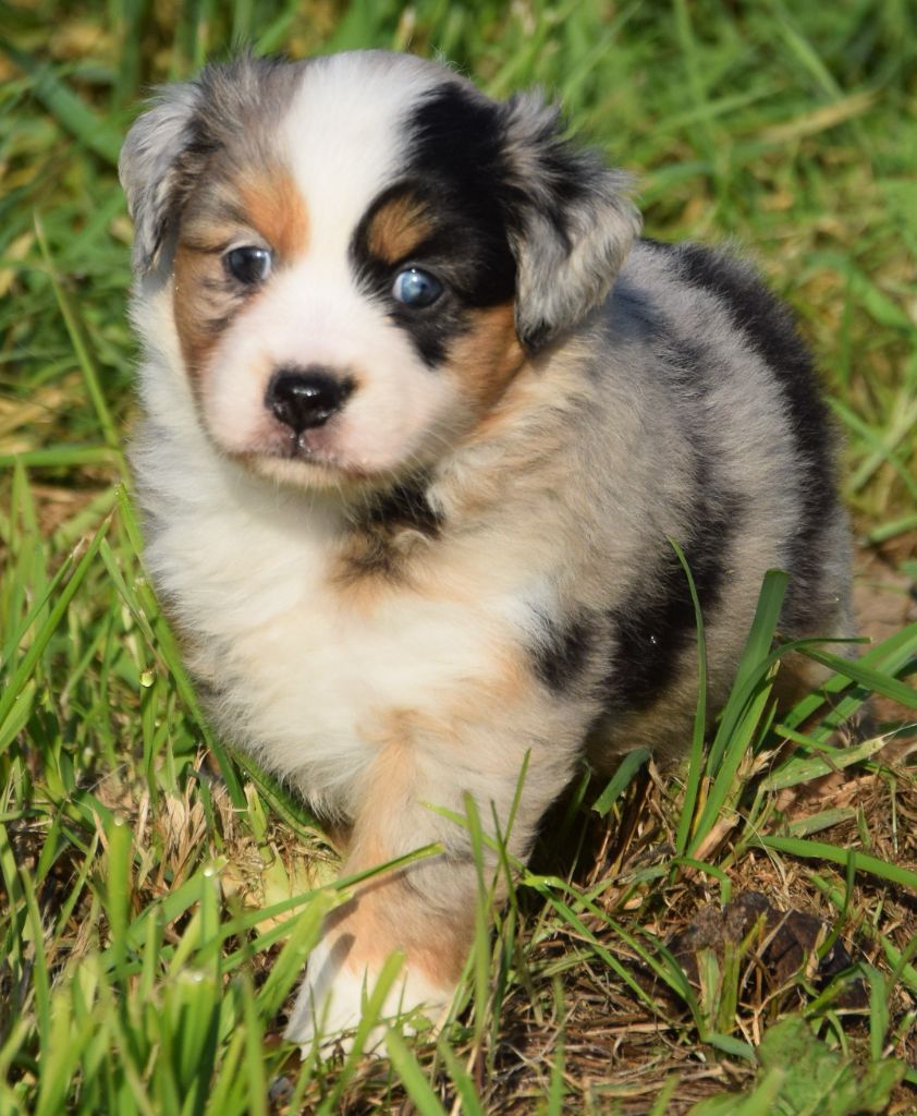 Sophie De Brito - Chiots disponibles - Berger Américain Miniature 