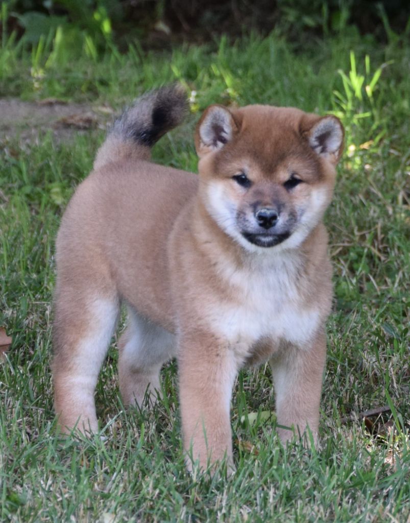 Sophie De Brito - Chiots disponibles - Shiba