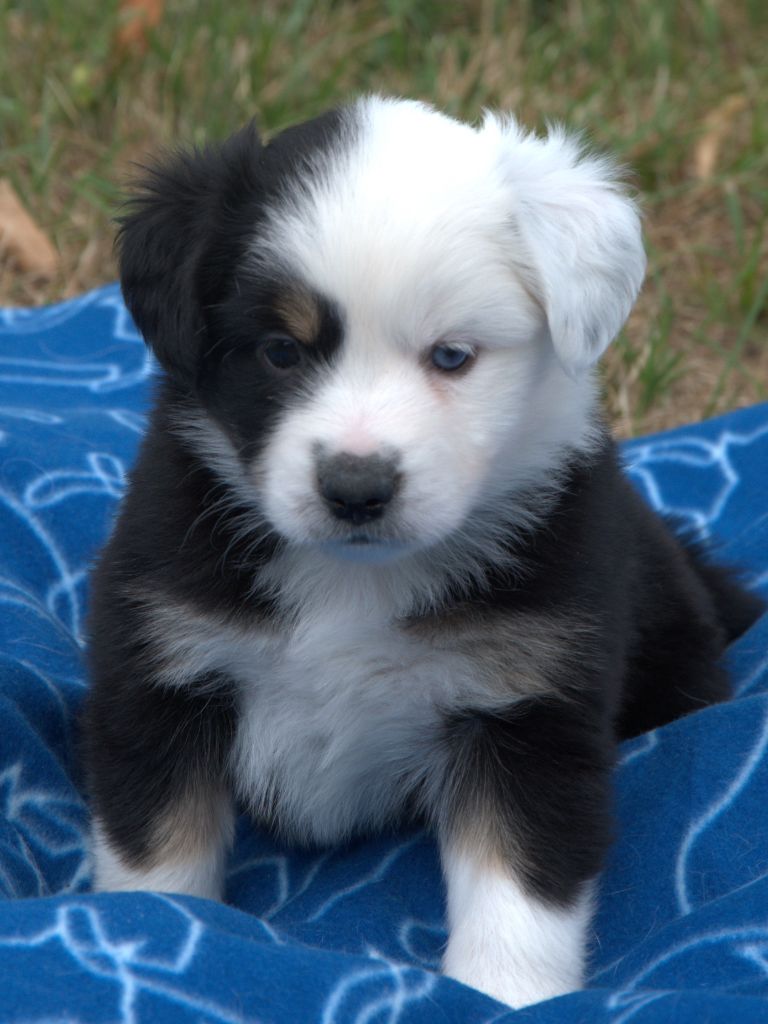 Sophie De Brito - Chiots disponibles - Berger Américain Miniature 