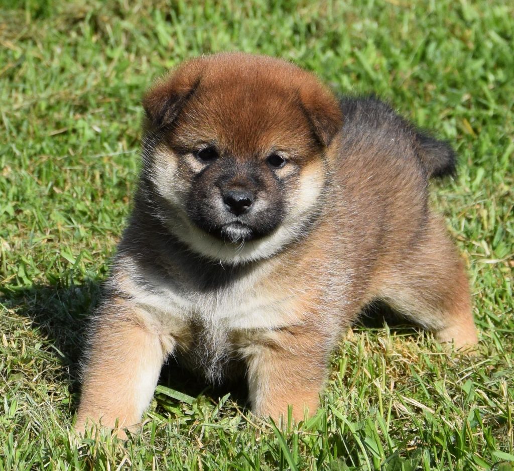 Sophie De Brito - Chiots disponibles - Shiba