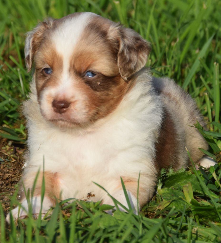 Sophie De Brito - Chiots disponibles - Berger Américain Miniature 