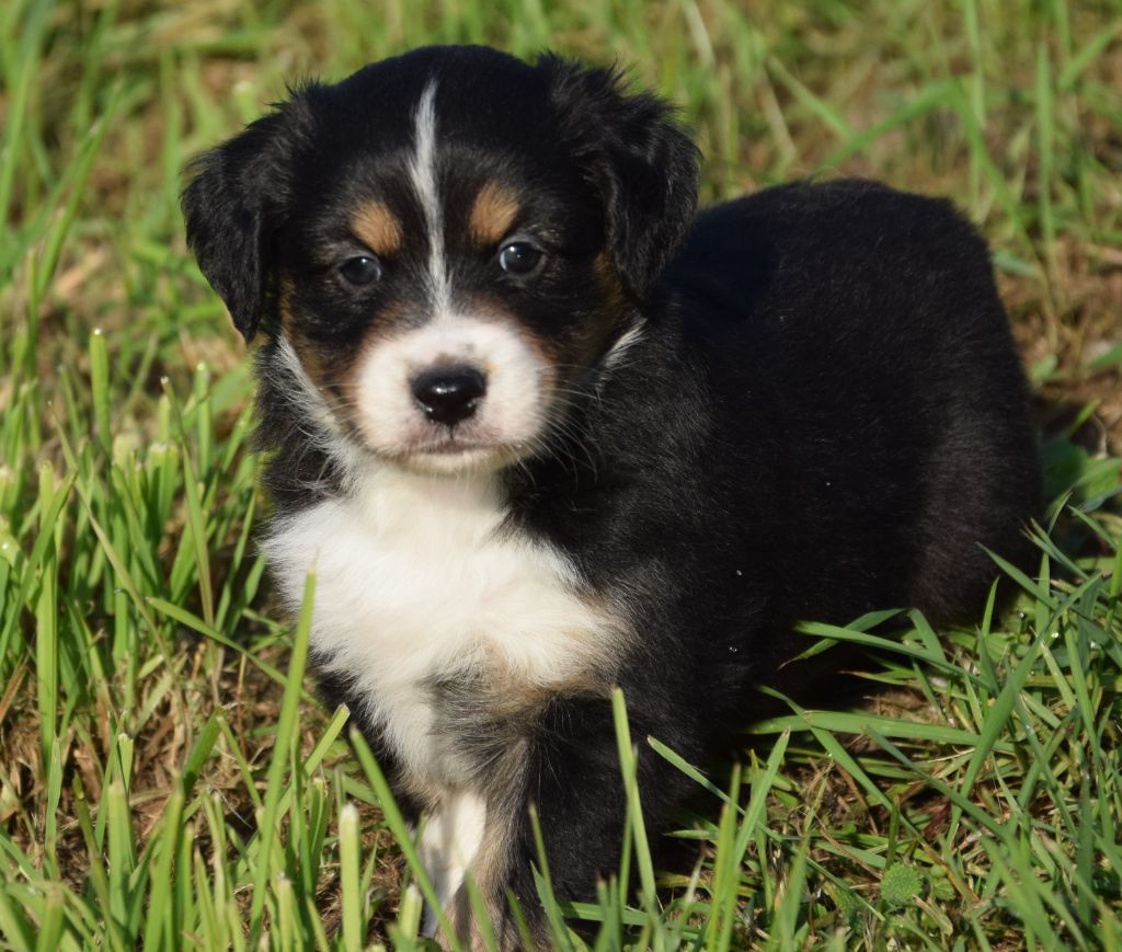 Sophie De Brito - Chiots disponibles - Berger Américain Miniature 