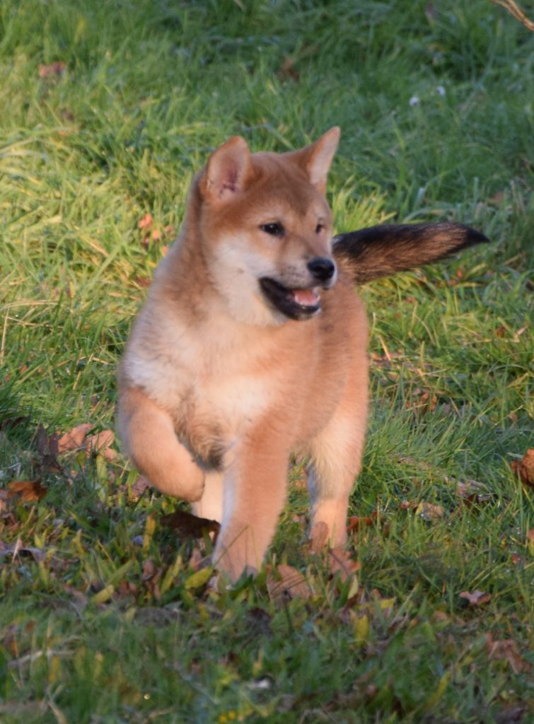 Sophie De Brito - Shiba - Portée née le 06/10/2024