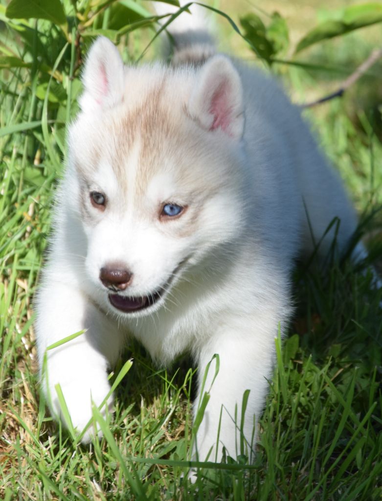 Sophie De Brito - Chiots disponibles - Siberian Husky
