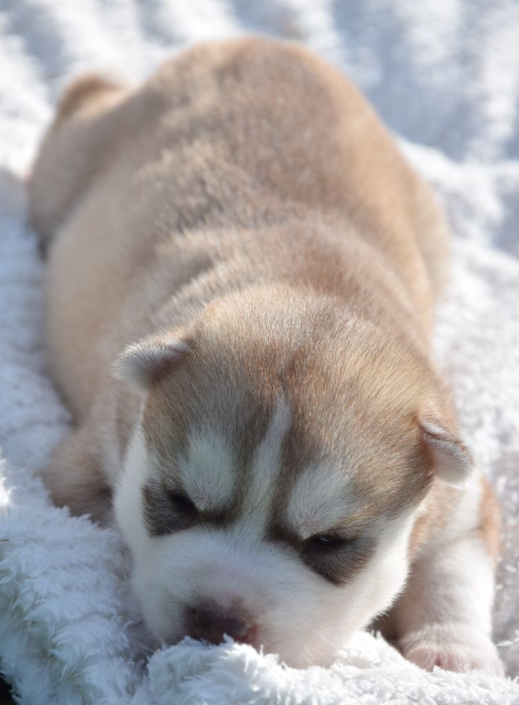 Sophie De Brito - Chiots disponibles - Siberian Husky