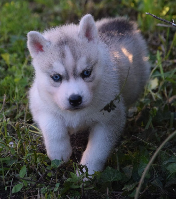 CHIOT 3