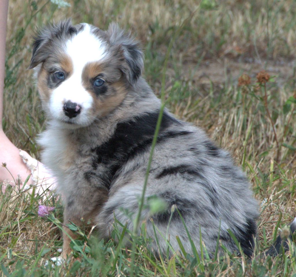 Sophie De Brito - Chiots disponibles - Berger Américain Miniature 