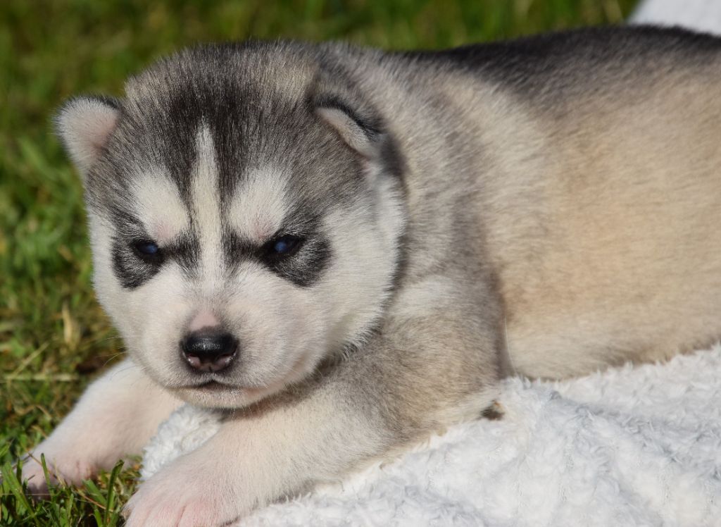 Sophie De Brito - Chiots disponibles - Siberian Husky