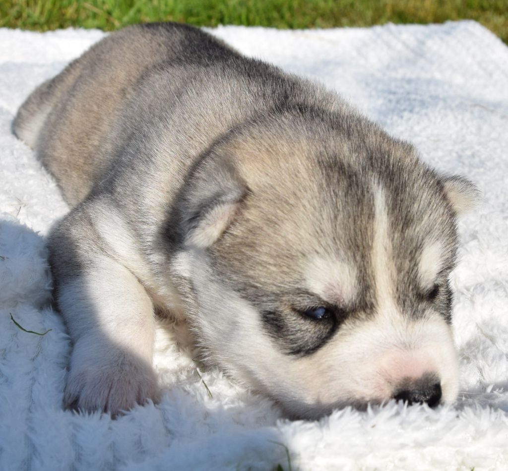 Sophie De Brito - Chiots disponibles - Siberian Husky