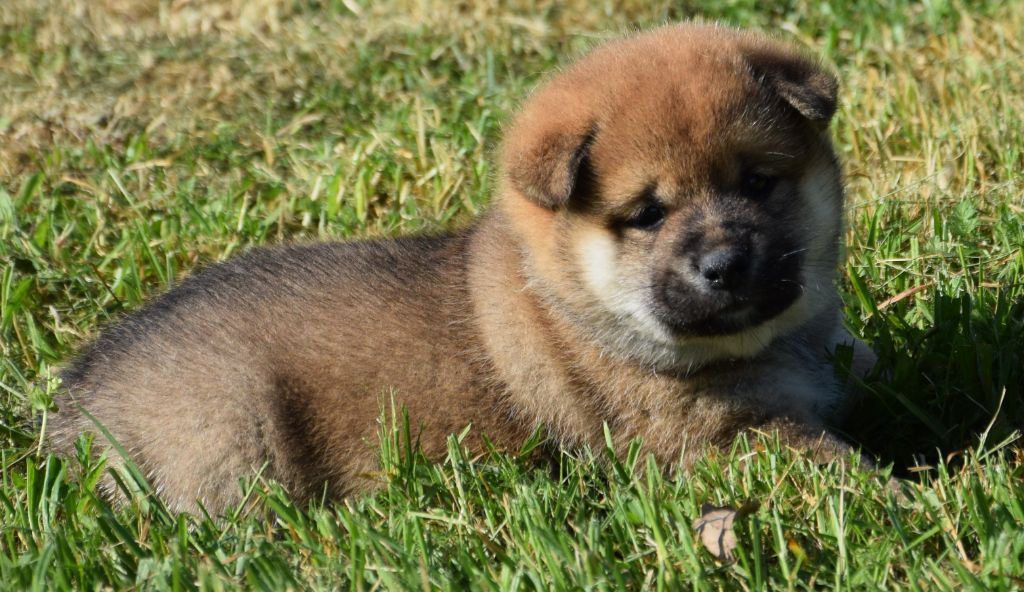 Sophie De Brito - Chiots disponibles - Shiba