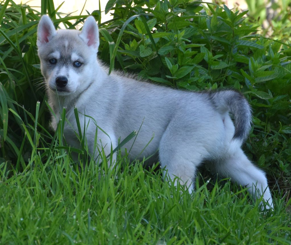 Sophie De Brito - Chiots disponibles - Siberian Husky