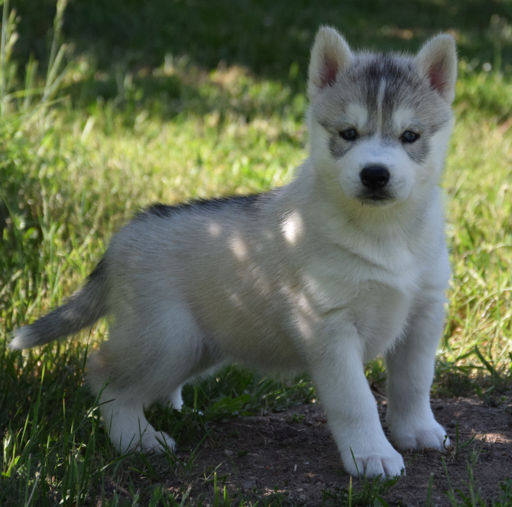 Sophie De Brito - Chiots disponibles - Siberian Husky