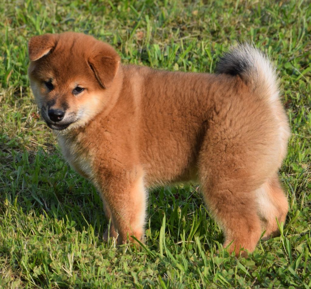 Sophie De Brito - Chiots disponibles - Shiba