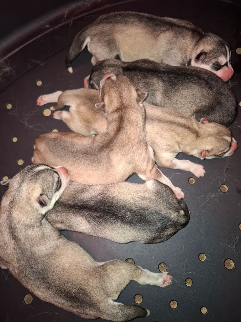 Chiot Siberian Husky Sophie De Brito