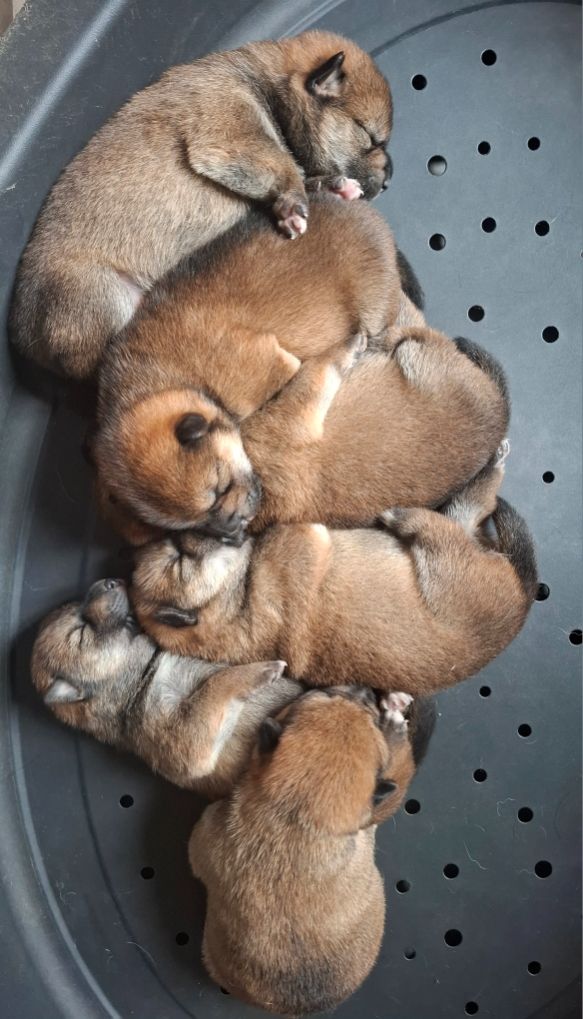 Chiot Shiba Sophie De Brito