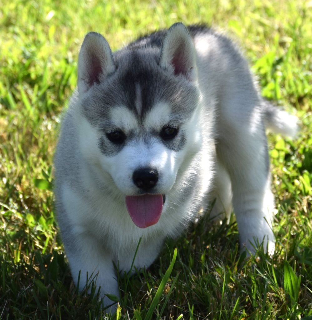 Sophie De Brito - Chiots disponibles - Siberian Husky