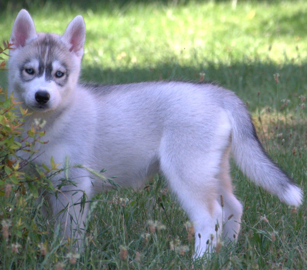 Sophie De Brito - Chiots disponibles - Siberian Husky