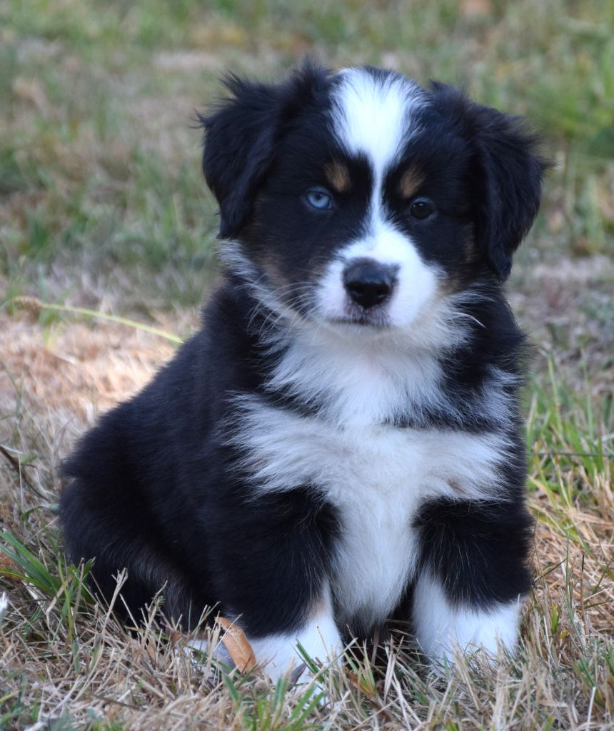 Sophie De Brito - Chiots disponibles - Berger Américain Miniature 