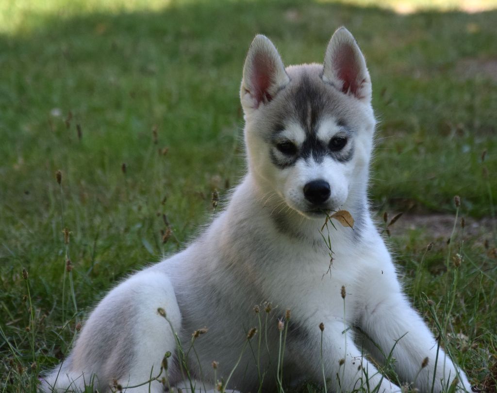 Sophie De Brito - Chiots disponibles - Siberian Husky