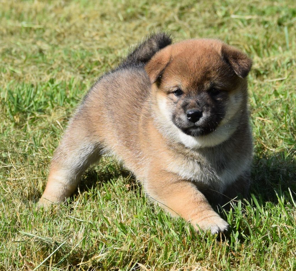 Sophie De Brito - Chiots disponibles - Shiba